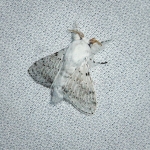 Dot-lined White Moth