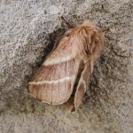 Eastern Tent Caterpillar Moth