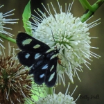 Eight-Spotted Forrester moth