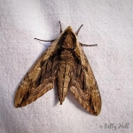Elm Sphinx moth