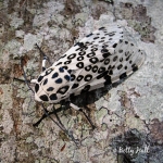Giant Leopard Moth