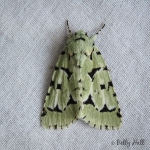 Green Marvel moth