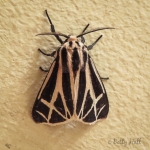 Harnessed Tiger Moth