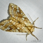 Hickory Tussock Moth