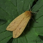 Isabella Moth