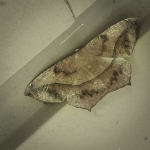 Large Maple Spanworm moth