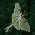 Luna Moth