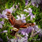 Nessus Sphinx moth