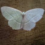 Pale Beauty moth