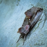 Pink-patched Looper moth