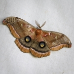 Polyphemus Moth