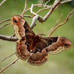 Promethea Moth
