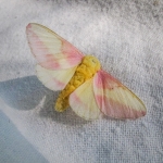 Rosy Maple Moth