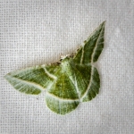 Showy Emerald moth