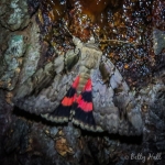 The Sweetheart moth