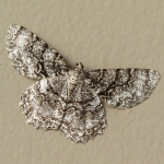 Tulip-tree Beauty moth