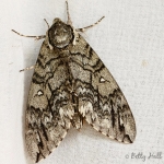 Waved Sphinx moth