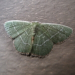 Wavy-lined Emerald moth
