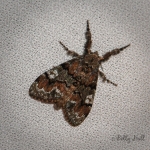 Yellow-Based Tussock Moth
