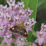 Orange-spotted pyrausta moth
