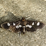 White-headed Leaffolder moth