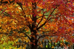 Native Plants - Fall