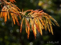 bald-cypress-branch-in-october