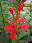 cardinal-flower