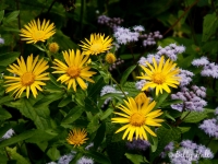 golden-asters-and-mistflowers