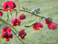 hearts-a-bursting-with-love-seedpods