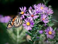 monarch-on-new-england-asters