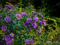 new-england-aster-and-goldenrod