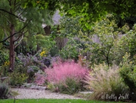 Pink muhly grass