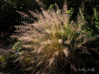 prairie-dropseed-grass-in-autumn
