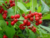 raindrops-on-winterberries