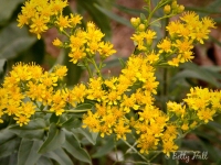 rigid-goldenrod-blossoms