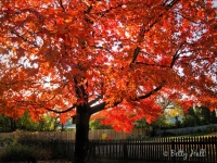 sunlight-through-red-maple-leaves