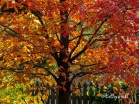 Tupelo tree in autumn