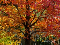 Tupelo tree in autumn