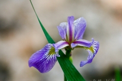 Native Plants - Spring