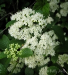 Arrow-wood viburnum