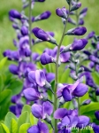 Blue false indigo