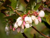 Blueberry blossoms
