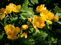 Celandine poppies