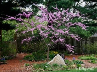 Redbud in bloom