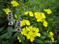 Sundrops and wood mint