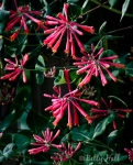 Trumpet honeysuckle blooms