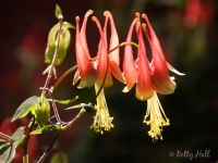 Two columbine blossoms