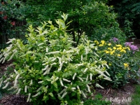 Virginia Sweetspire