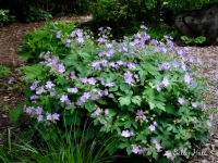 Wild geranium